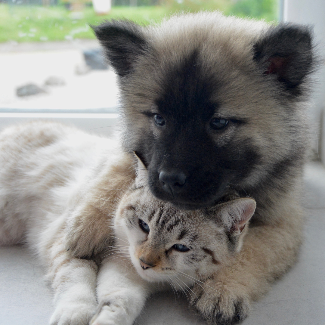 Pets